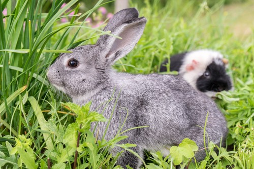 20m hasen garten kaninchen - &,