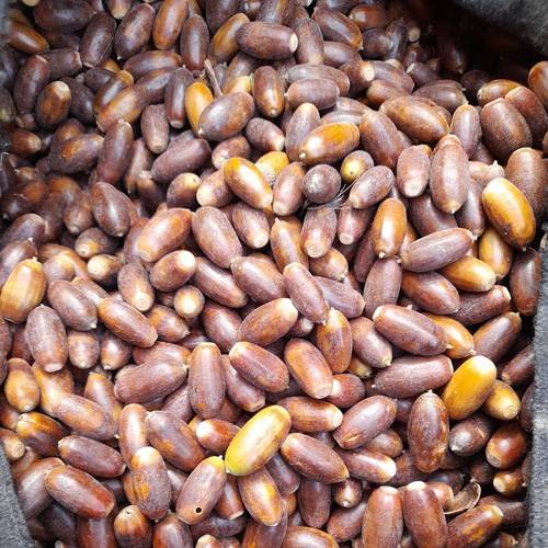 Eicheln naturfutter aus - 5,