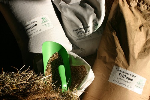 Triticale futter - triticale, (0,88