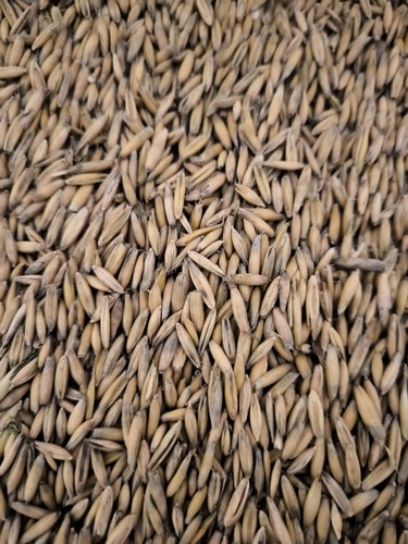 Futterhafer hafer - 25, kg