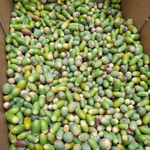 Grüne eicheln - 5, kg