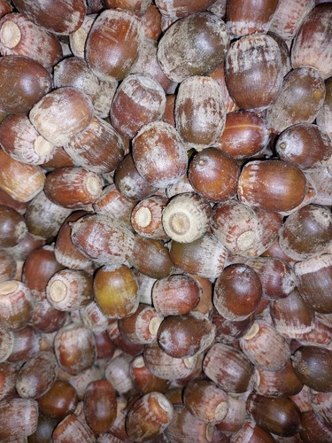 Eicheln naturfutter aus - 1, kg